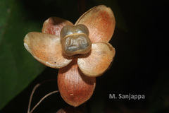 Operculina tansaensis